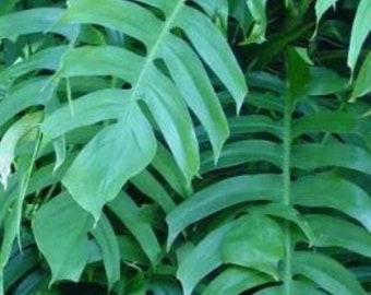 Rhaphidophora decursiva
