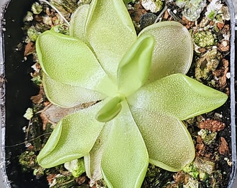 Pinguicula moranensis var. alba