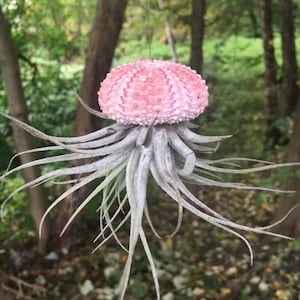 Jellyfish Airplants - Assorted Styles - SIZE SMALL