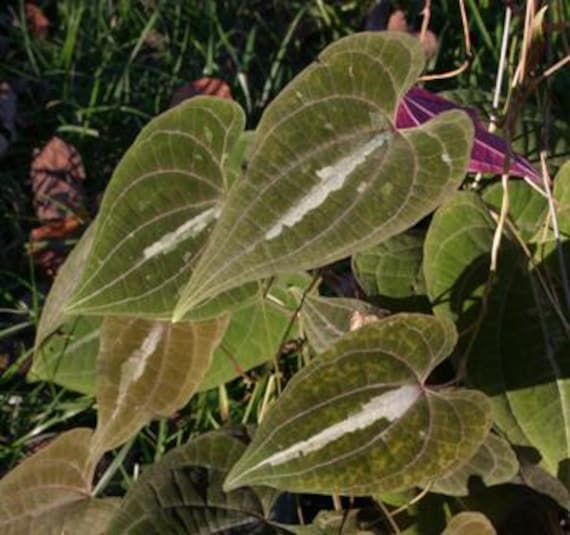 Dioscorea Dodecaneura Aka Dioscorea Discolor (ornamental Yam) Young Plant  Tuber - Etsy