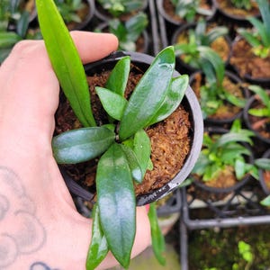 Microsorum thailandicum