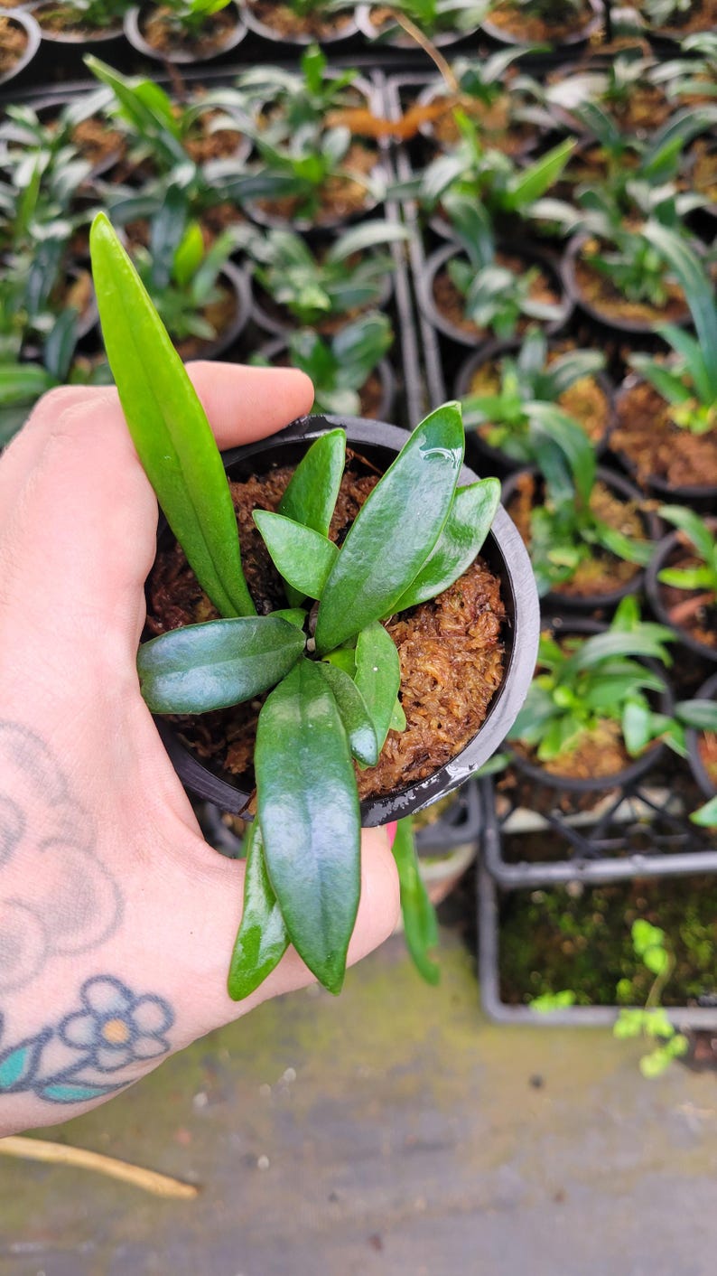PlantHut Microsorum thailandicum