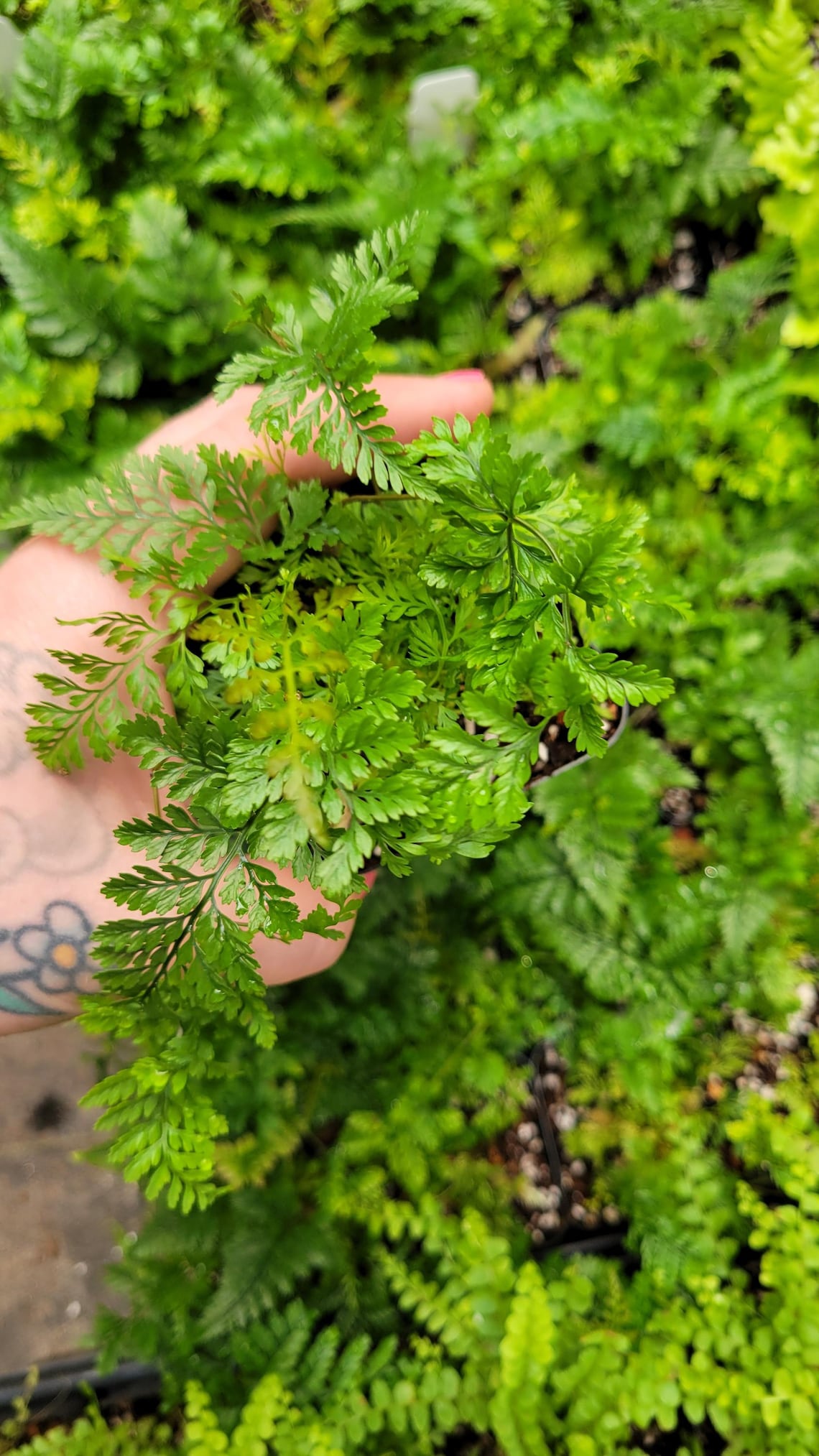Davallia Tyermannii 