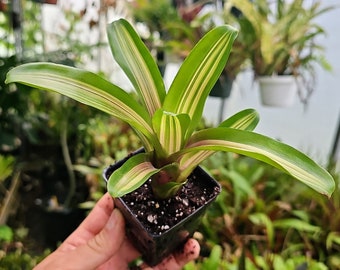 Neoregelia 'Zoe'