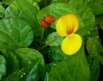 Begonia "buttercup"