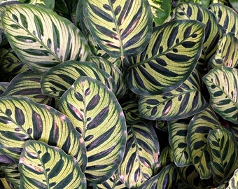 May include: Close-up of a group of green and yellow striped leaves with a textured surface.