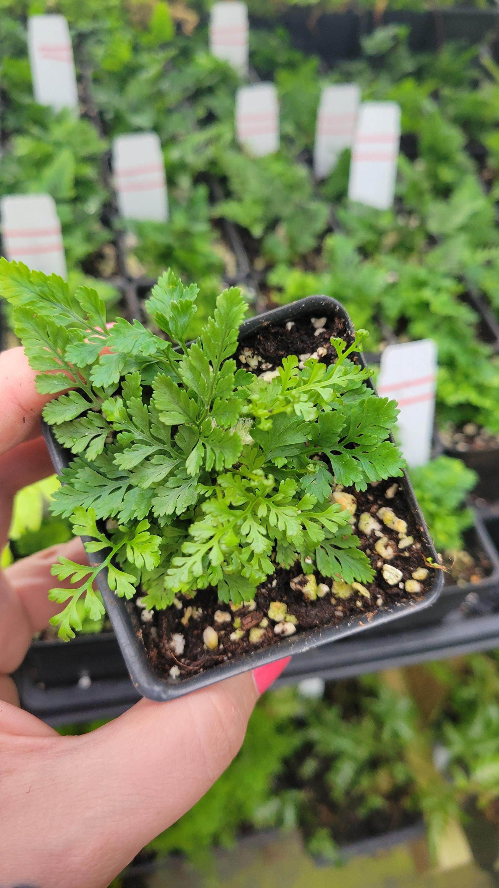 Davallia tyermannii ‘Sekka’- Cat Claw Fern
