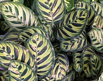 May include: Close-up of Calathea Ornata leaves, showcasing a vibrant display of nature's artistry. The leaves feature a striking pattern of dark green stripes against a light green background, creating a visually appealing texture. The plant's lush foliage is a testament to its beauty.