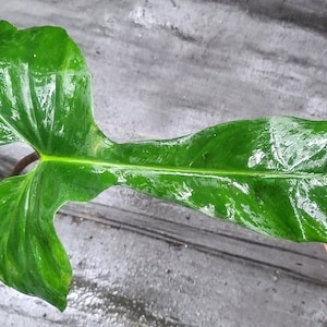 silk pothos Los Angeles Wholesaler | 6' Pothos Leaf Garland ( INT104 )- International  Silk Flowers
