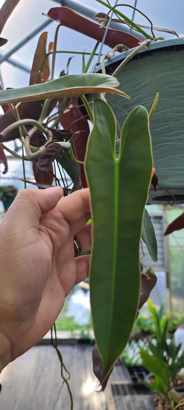 Philodendron Atabapoense (fresh, Unrooted Single Node Cutting) - Etsy