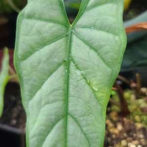 Alocasia heterophylla 'Corazon'