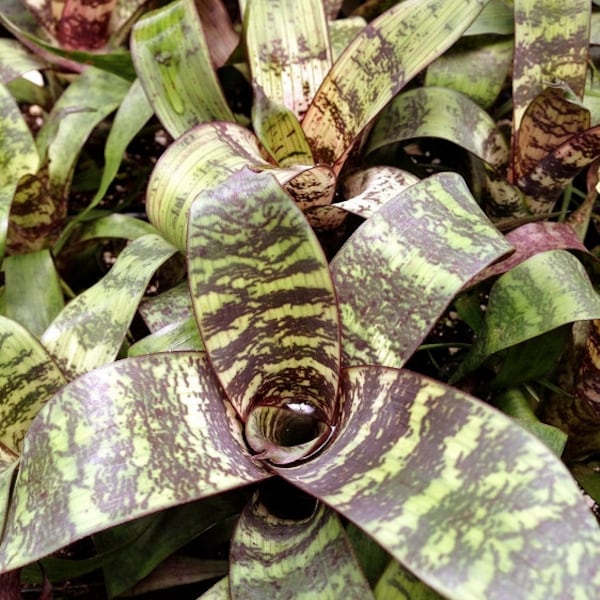 Vriesea fosteriana var. seideliana 'Red Chestnut'