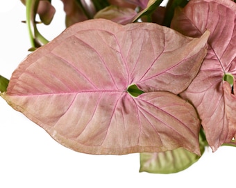 Syngonium &#39;Neon Pink&quot;