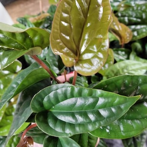 Anthurium radicans x dresslerii
