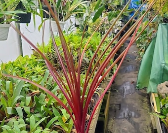 Neophytum 'Burgundy Hill'