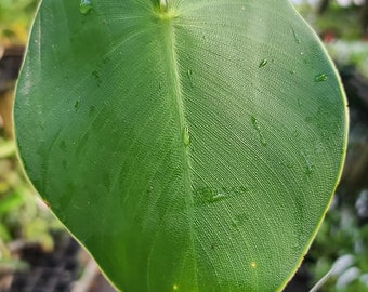 Philodendron rugosum