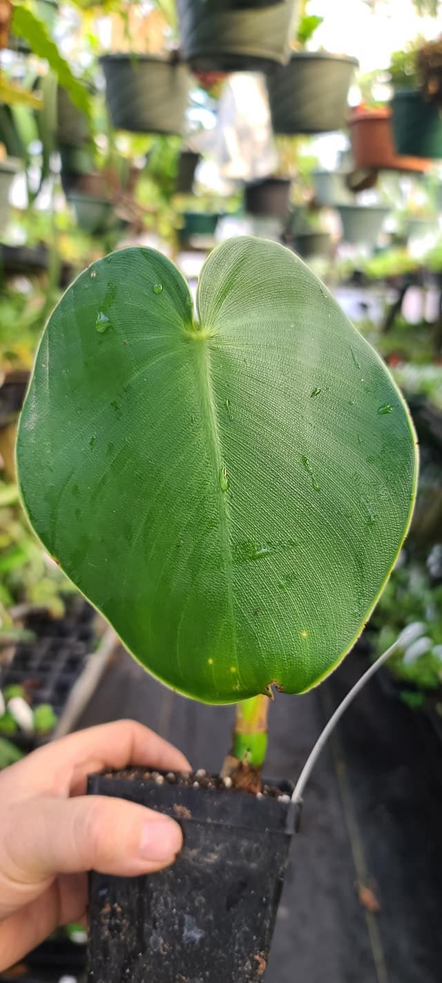 Philodendron rugosum