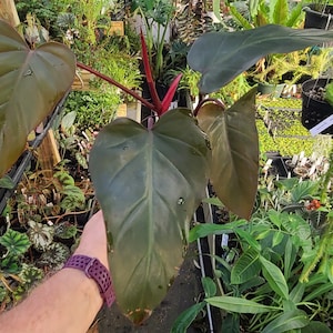 May include: A dark green houseplant with large, heart-shaped leaves. The plant has a red stem and is growing in a pot.