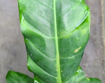 Philodendron barrosoanum 'Giganteum' (Fresh single node unrooted cutting)