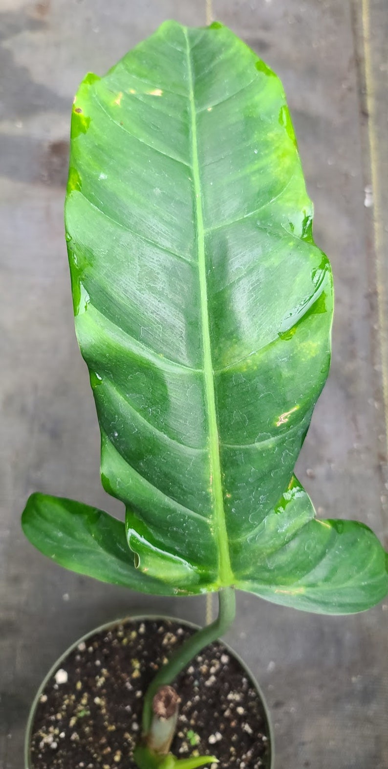 Philodendron barrosoanum 'Giganteum' image 1