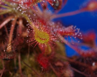 Hardy Sundew - Drosera intermedia