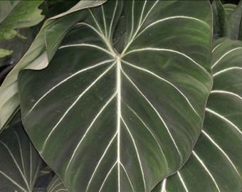 May include: A large, dark green leaf with prominent white veins. The leaf is heart-shaped and has a velvety texture.