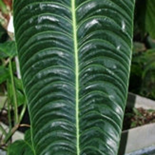 Anthurium veitchii - King Anthurium