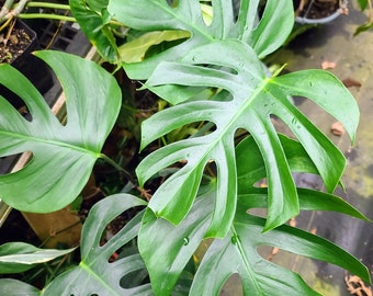 Monstera deliciosa 'Sierrana' (fresh, unrooted 2 node top cutting)