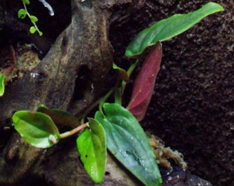 Syngonium erythrophyllum