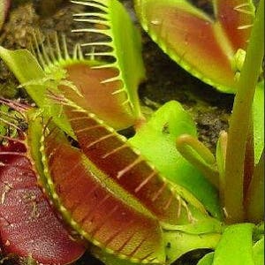 3-Plant Carnivorous Plant Collection! - Flytrap, Sundew and North American Pitcher Plant