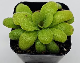 Pinguicula martinezii