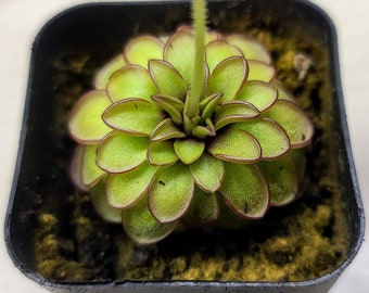 Pinguicula cyclosecta