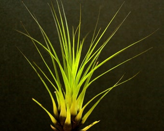 Tillandsia punctulata