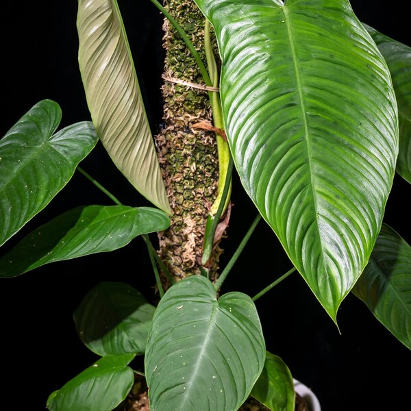 Philodendron tenue (Fresh unrooted single node cutting)