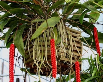 Anthurium gracile