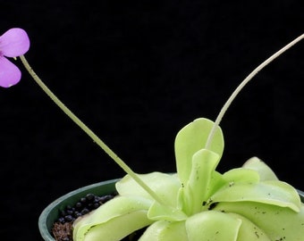 Pinguicula 'Pirouette'