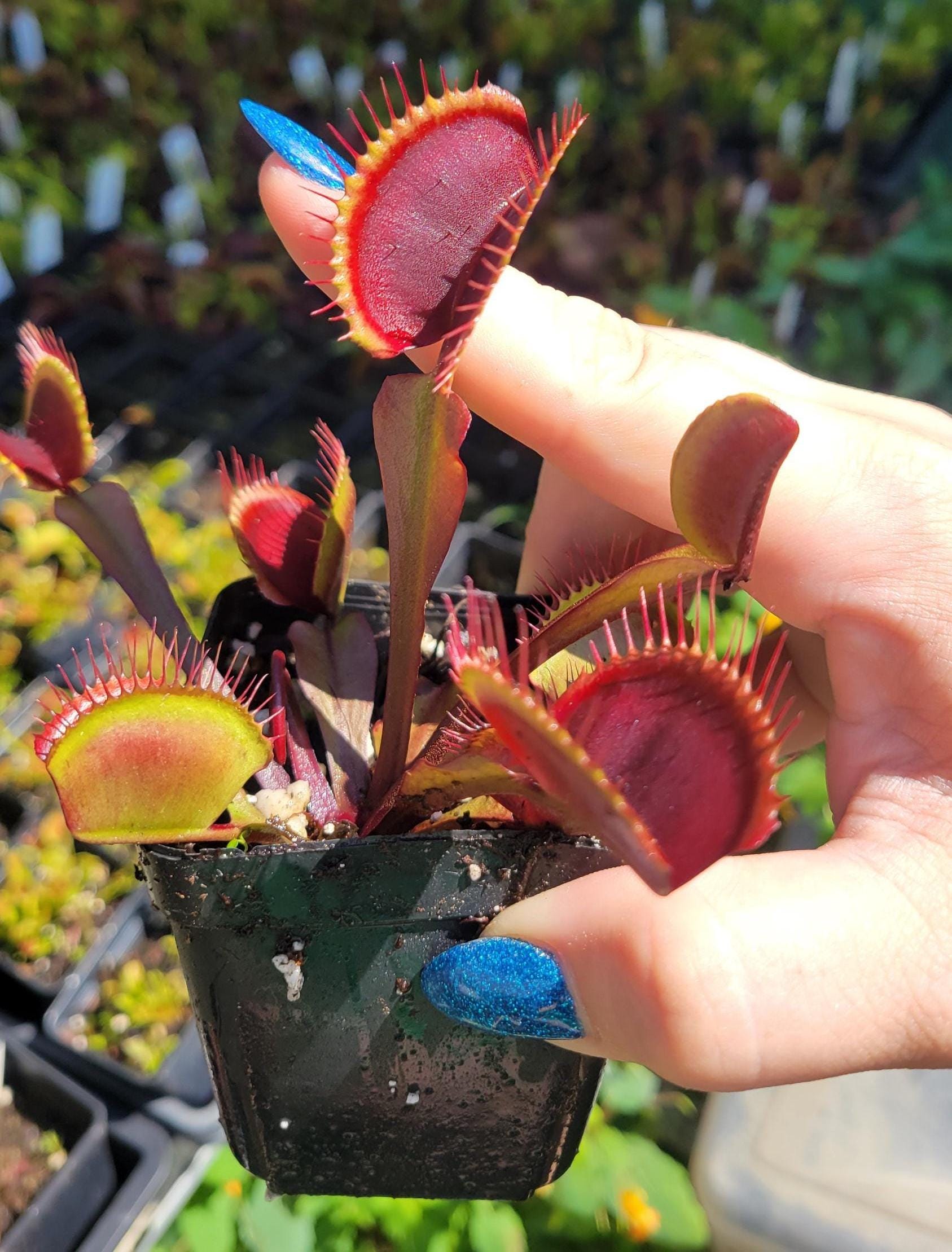 Venus Fly Trap - 'akai Ryu' (red Dragon) - Etsy