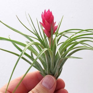 May include: A vibrant pink flowering plant with long, slender green leaves. The plant is held in a hand against a white background. The flower is a bright, eye-catching pink, and the leaves are a lush green.