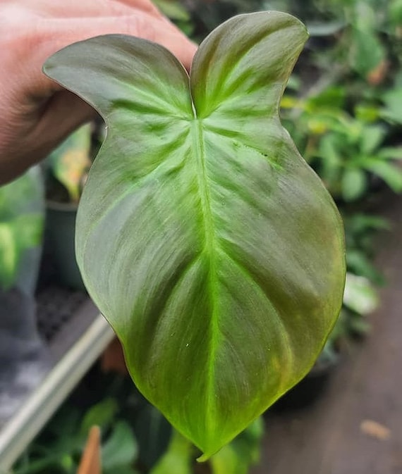 pothos ivy Pothos Silver Satin 6"