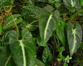 Syngonium rayii