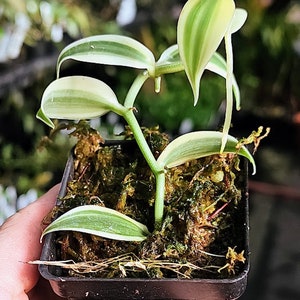 Vanilla planifolia variegata - SUPER Variegated Vanilla Orchid