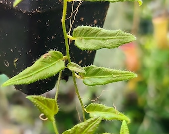 Solanum evolvulifolium