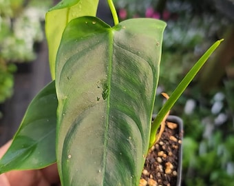Philodendron Sharoniae 'mosquera' (fresh Unrooted Single Node Cutting) -  Etsy