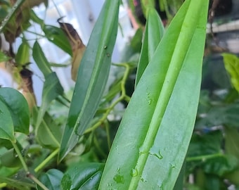 Philodendron Crassinervium (fresh Unrooted Single Node Cutting) - Etsy