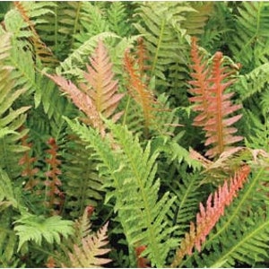 May include: A close-up view of a lush fern plant. The image showcases vibrant green fronds with hints of reddish-pink new growth. The fern's delicate, textured leaves create a dense, natural pattern, suggesting a thriving, healthy plant. The image is well-lit, highlighting the plant's details.