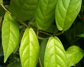 Ficus radicans (aka Ficus sagittata)