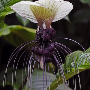 Tacca chantrieri (White Bat Flower)