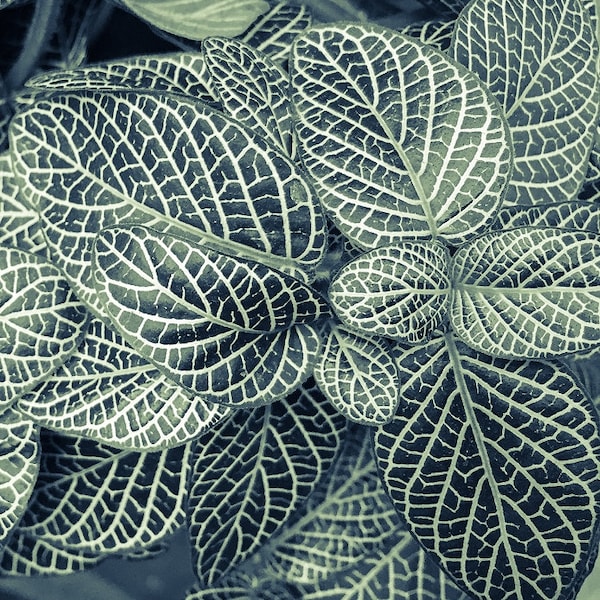 Fittonia verschaffeltii