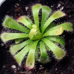 Sundew - Drosera aliciae