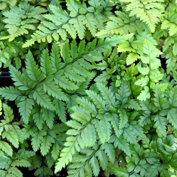 Polystichum tsus-simense aka Korean Rock Fern